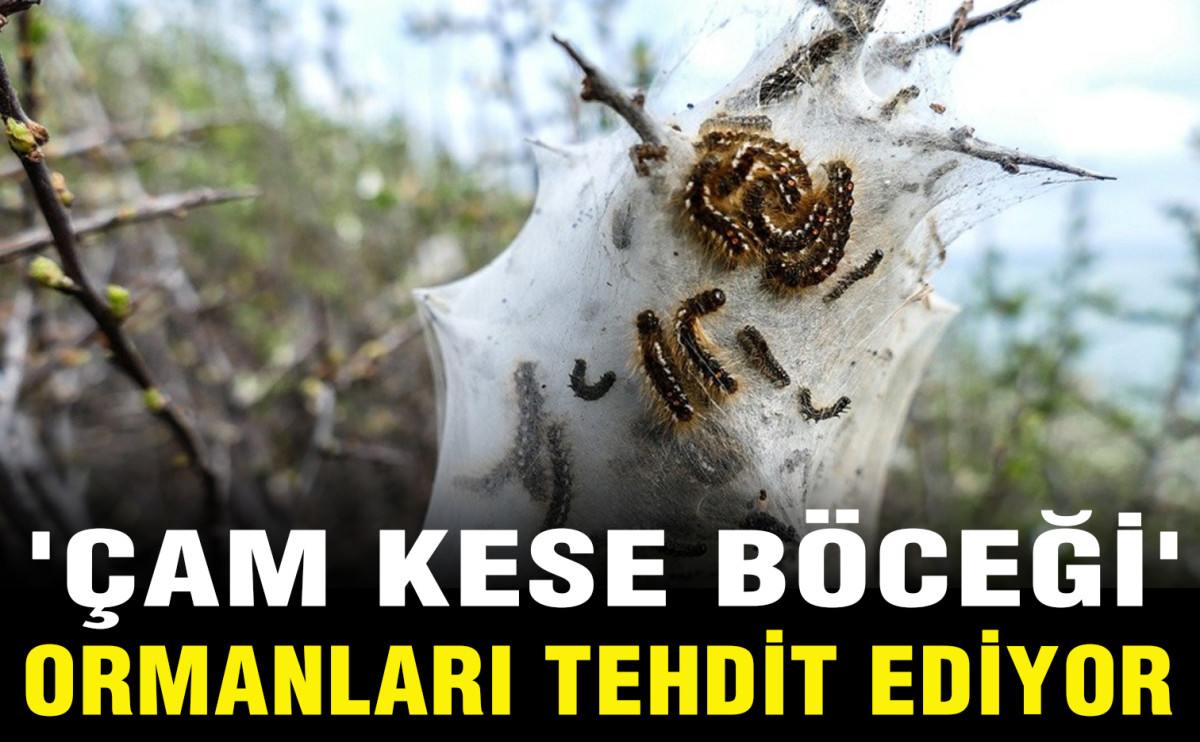 'Çam Kese Böceği'  Ormanları Tehdit Ediyor