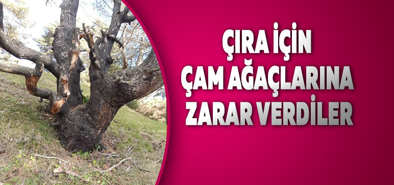 Çıra İçin Çam Ağaçlarına Zarar Verdiler