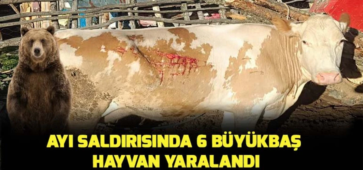 Ayı Saldırısında 6 B&uuml;y&uuml;kbaş Hayvan Yaralandı
