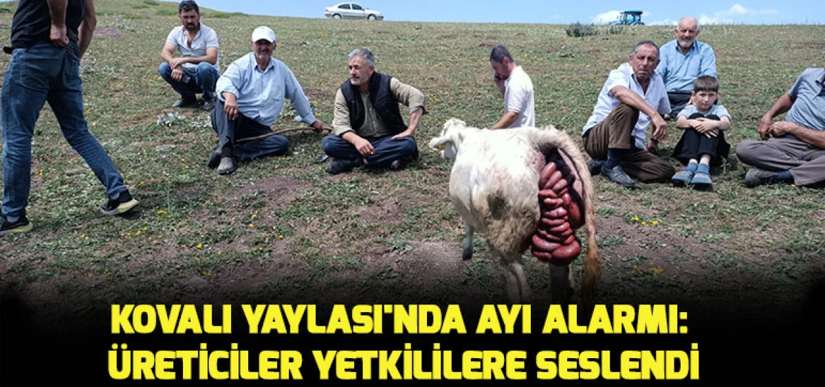 Kovalı Yaylası'nda Ayı Alarmı: &Uuml;reticiler Yetkililere Seslendi