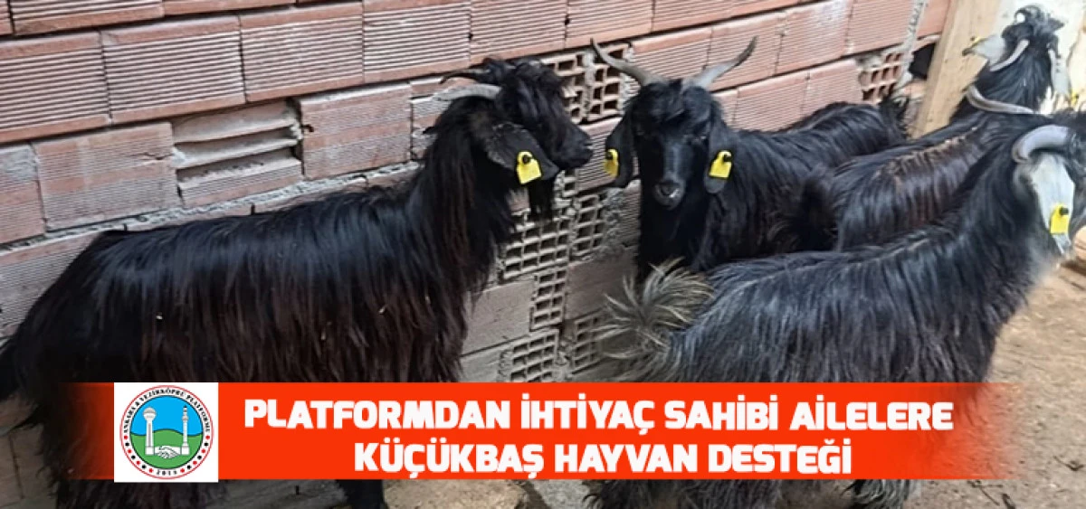 Platformdan İhtiya&ccedil; Sahibi Ailelere K&uuml;&ccedil;&uuml;kbaş Hayvan Desteği