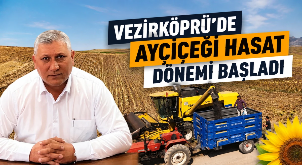 Vezirk&ouml;pr&uuml;&rsquo;de Ay&ccedil;i&ccedil;eği Hasat D&ouml;nemi Başladı
