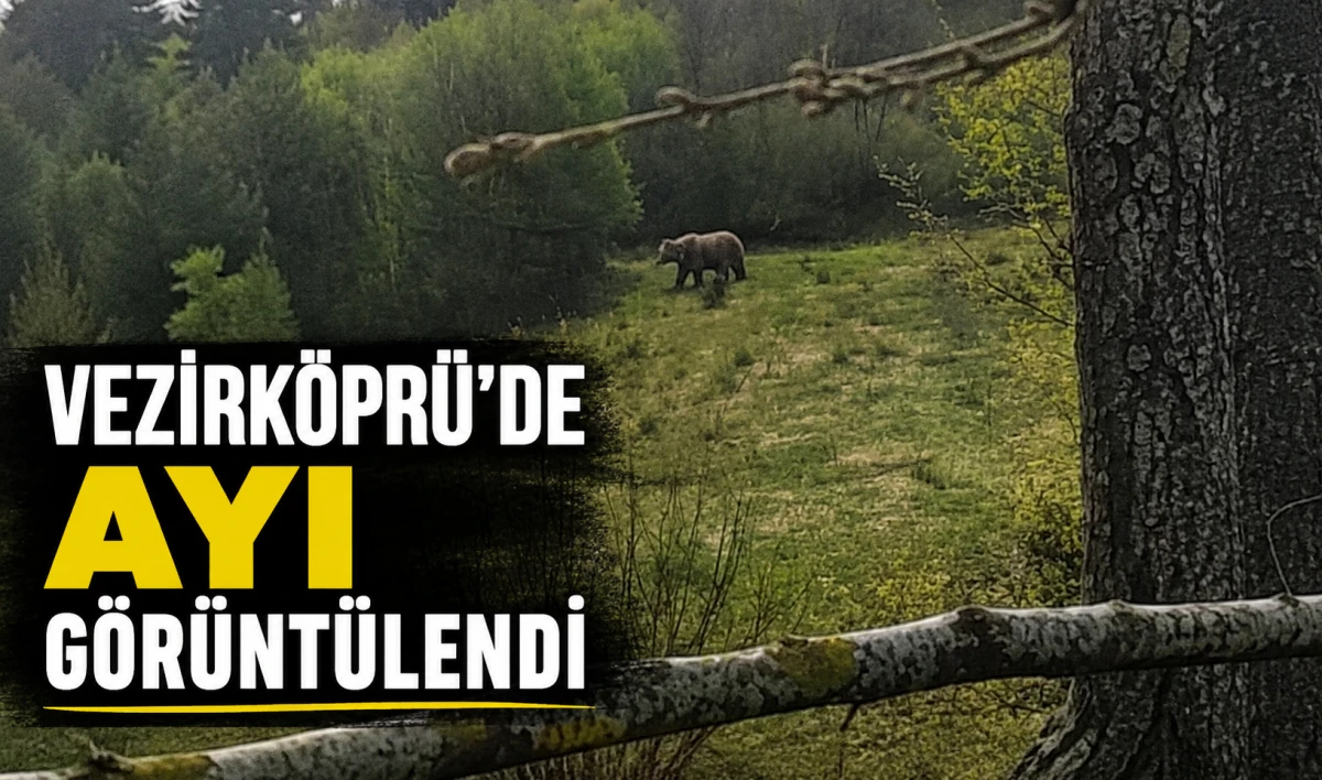 VEZİRK&Ouml;PR&Uuml;&rsquo;DE AYI G&Ouml;R&Uuml;NT&Uuml;LENDİ